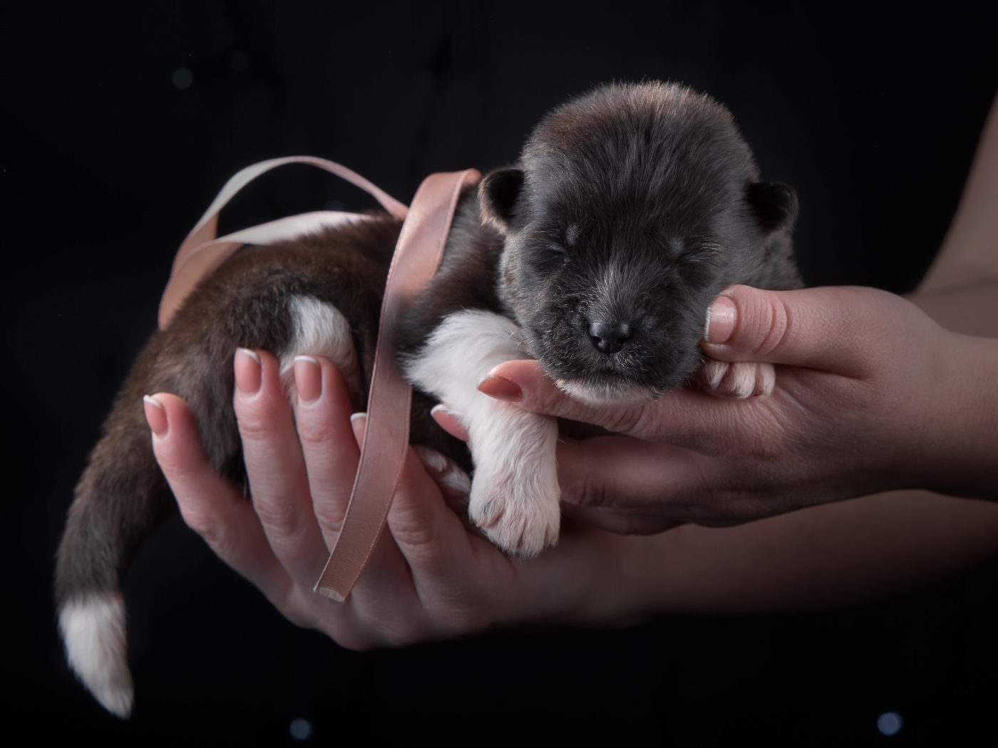 Маленький милый новорожденный щенок породы Американская акита в ладонях