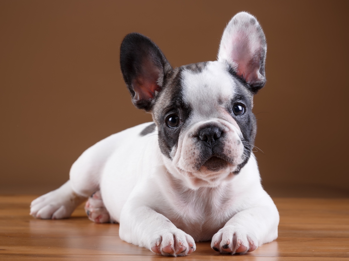 Маленький щенок французского бульдога лежит на полу