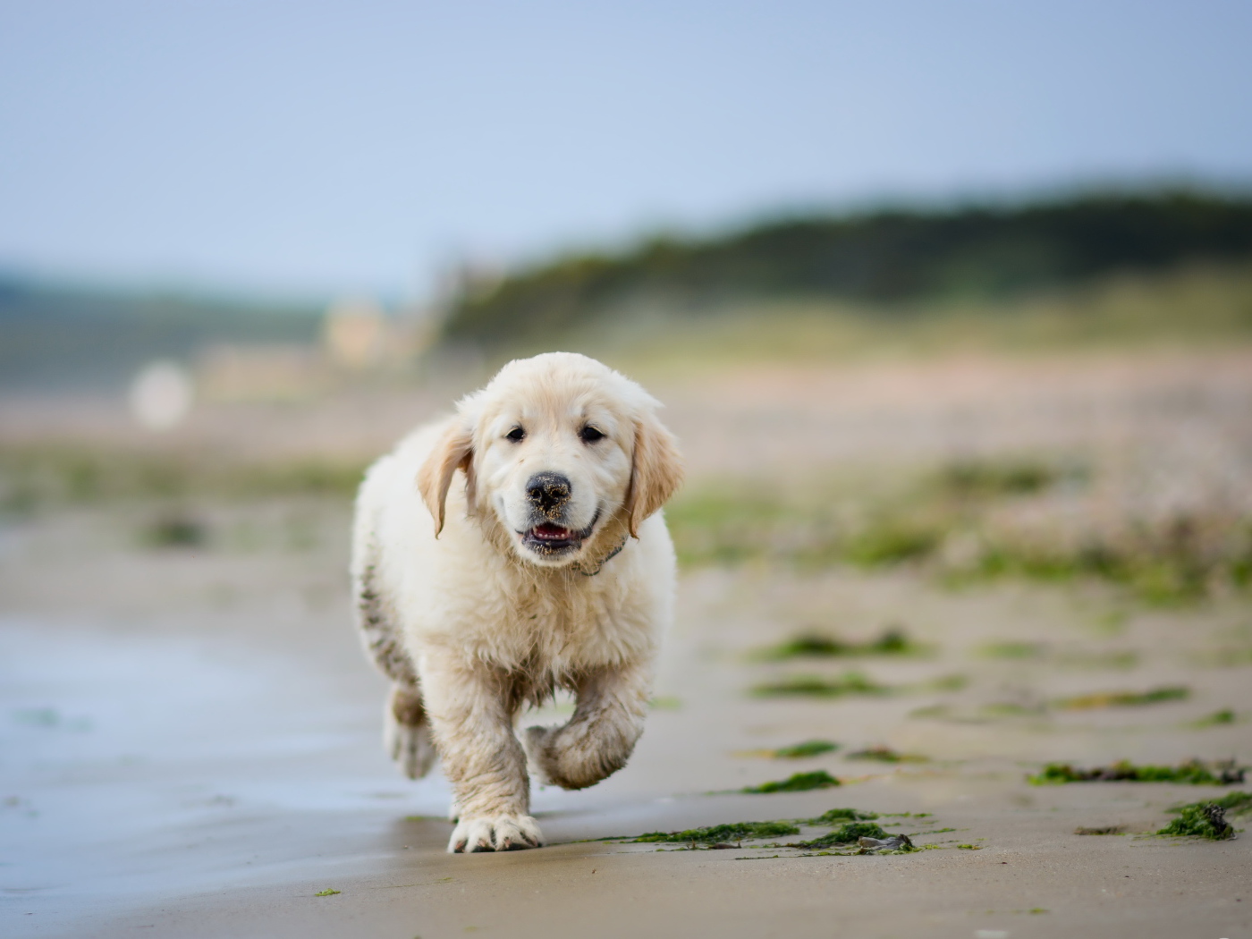 Маленький щенок золотистого ретривера бежит по мокрому песку