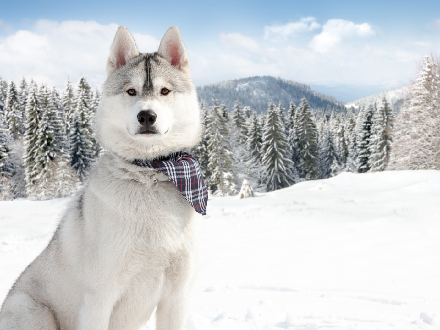 Аляскинский маламут на фоне заснеженной природы