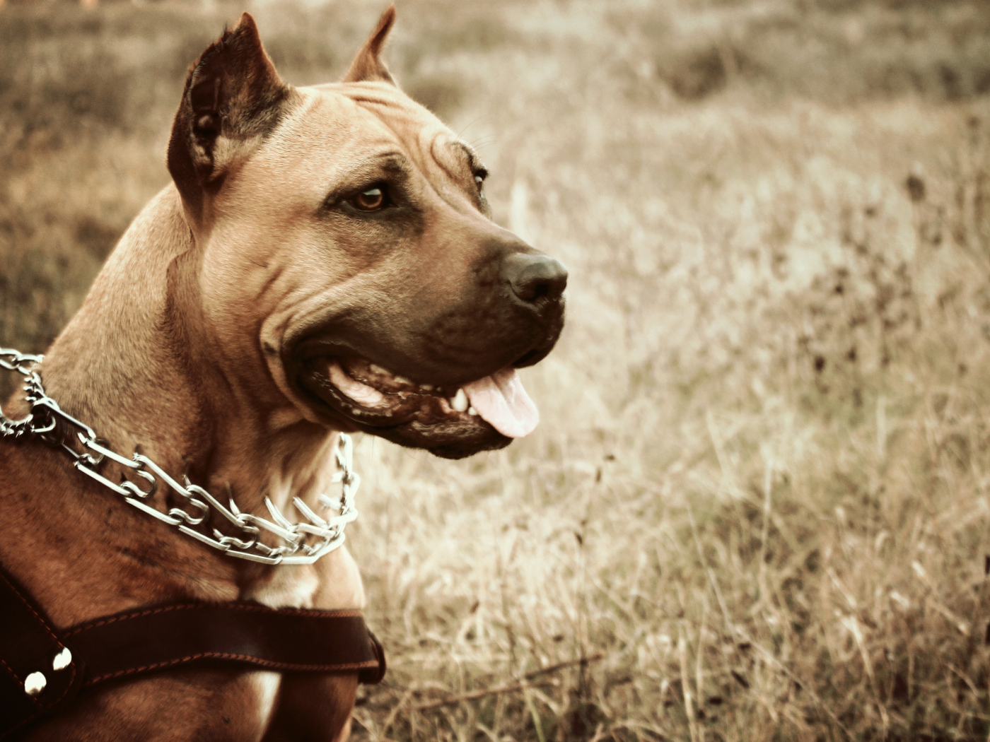 Амстафф с высунутым языком в ошейнике