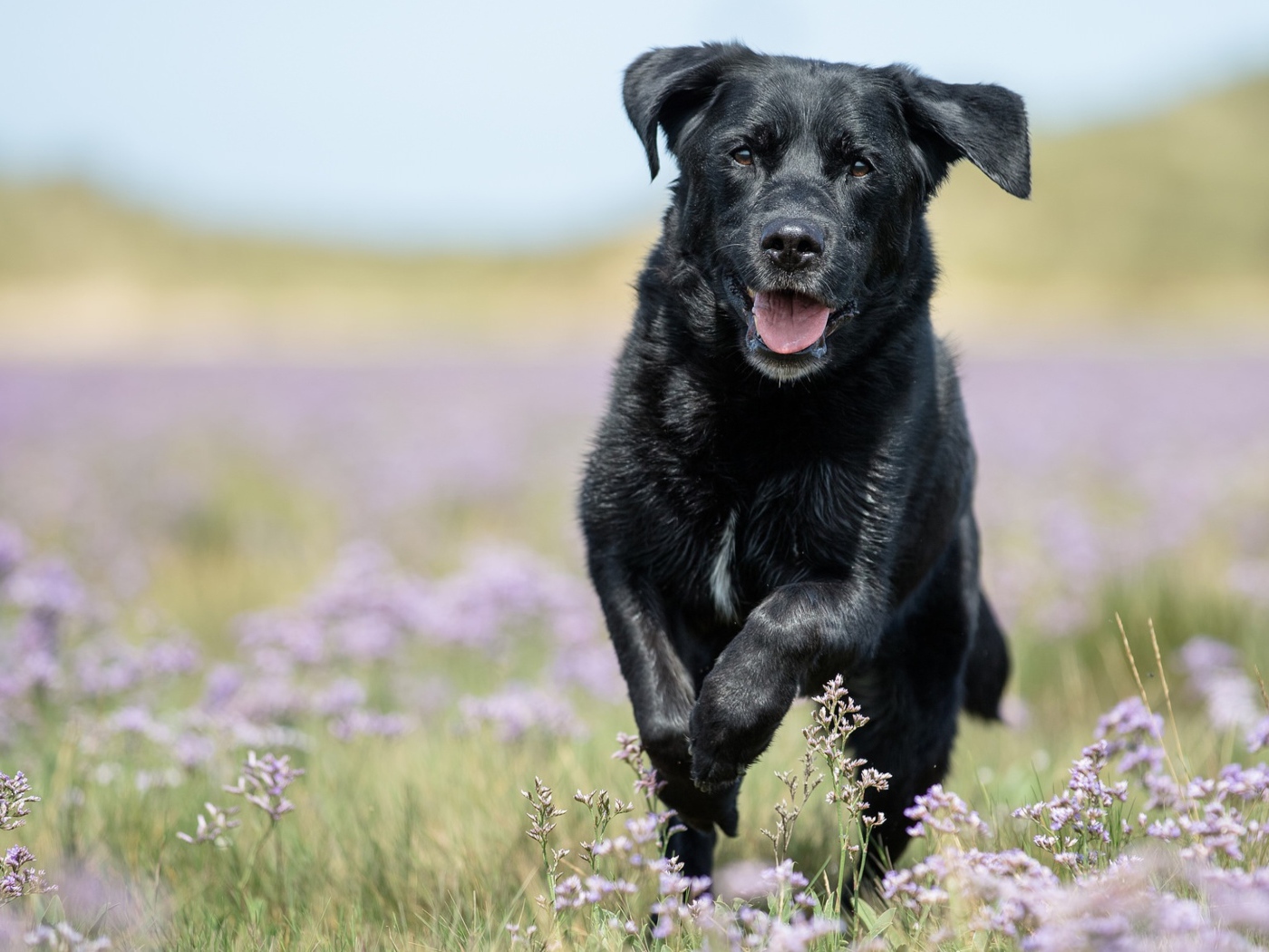 Черный лабрадор бежит по полевым цветам
