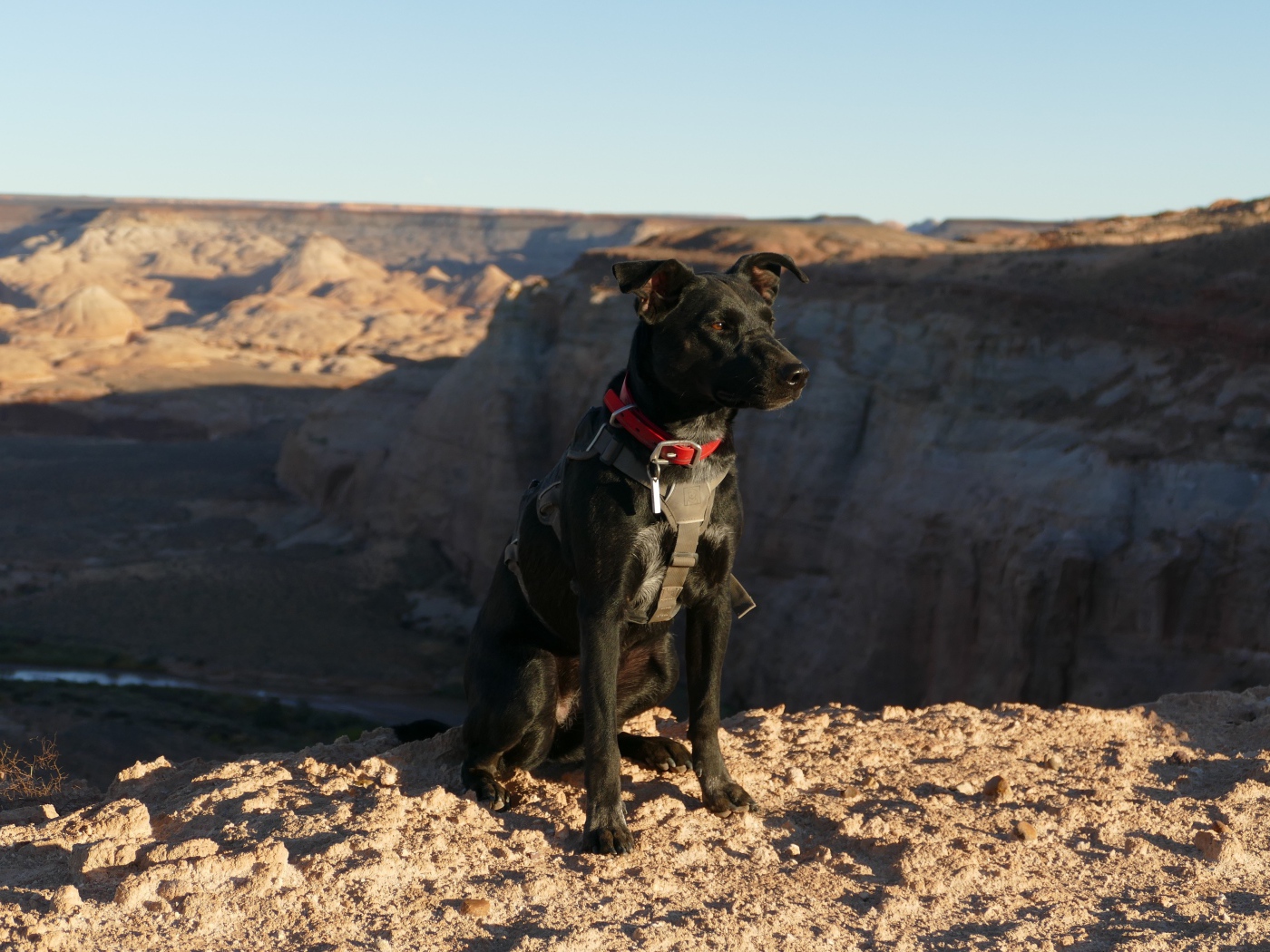 Черная умная собака сидит на скале у обрыва