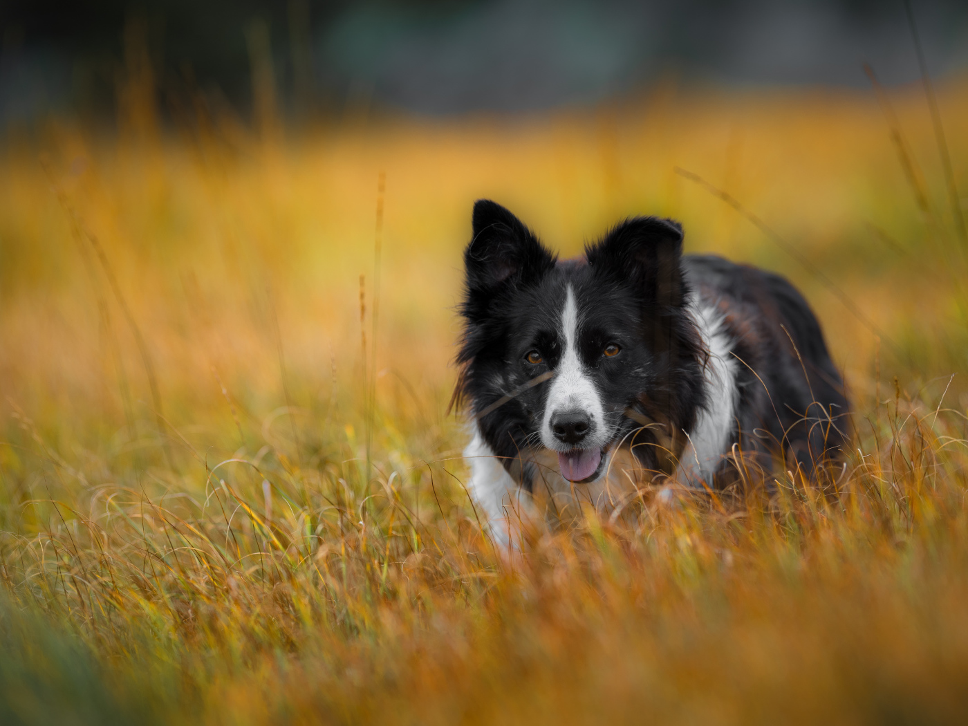 Собака бордер -колли бежит по траве