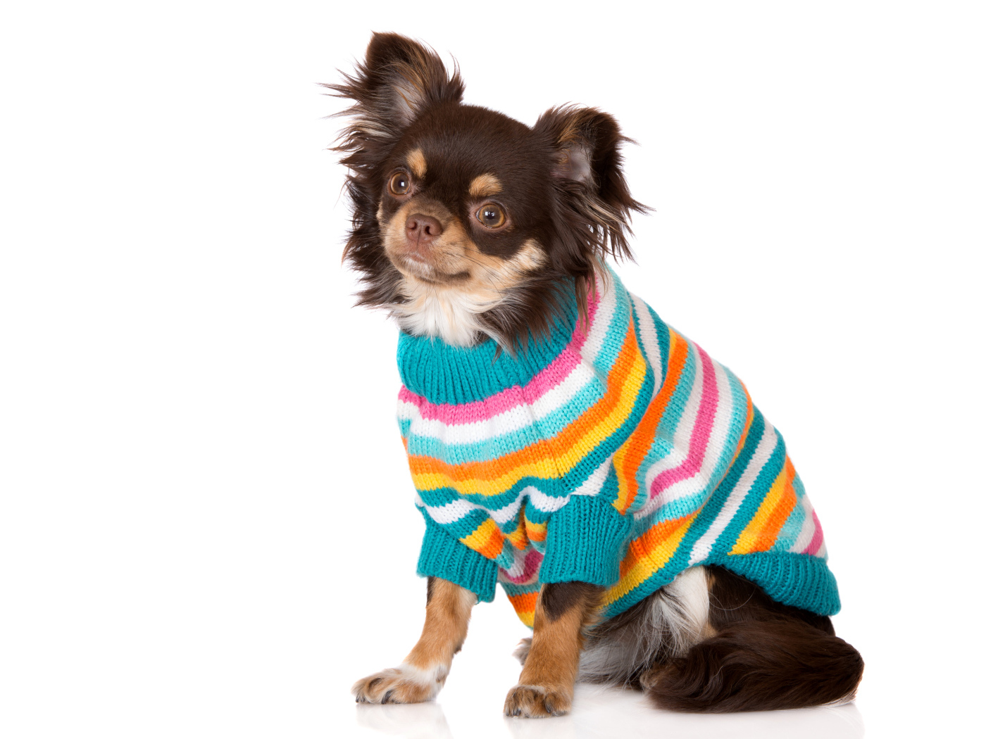 Собака породы чихуахуа в свитере на белом фоне
