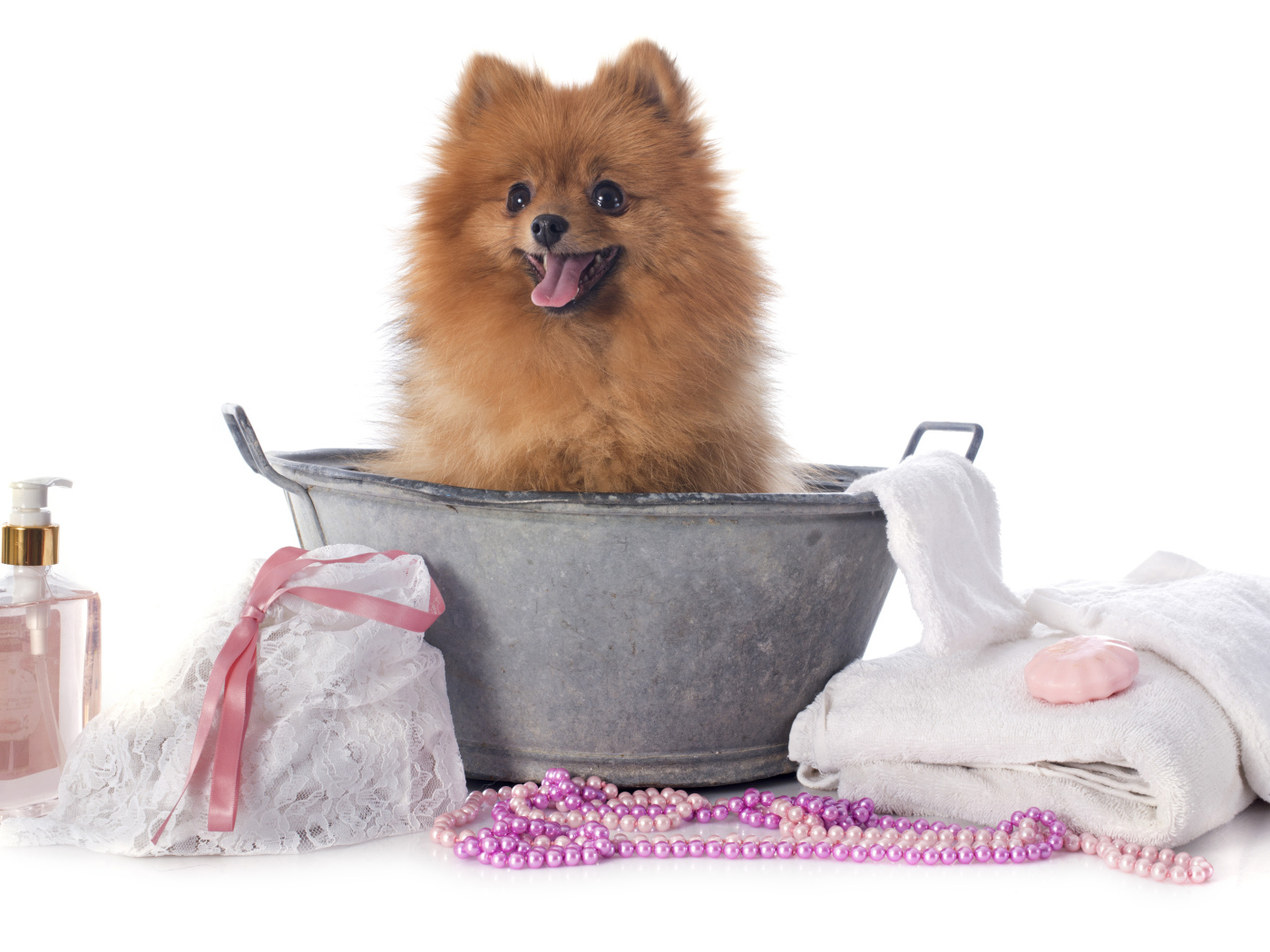 Милый шпиц в тазике с банными принадлежностями на белом фоне