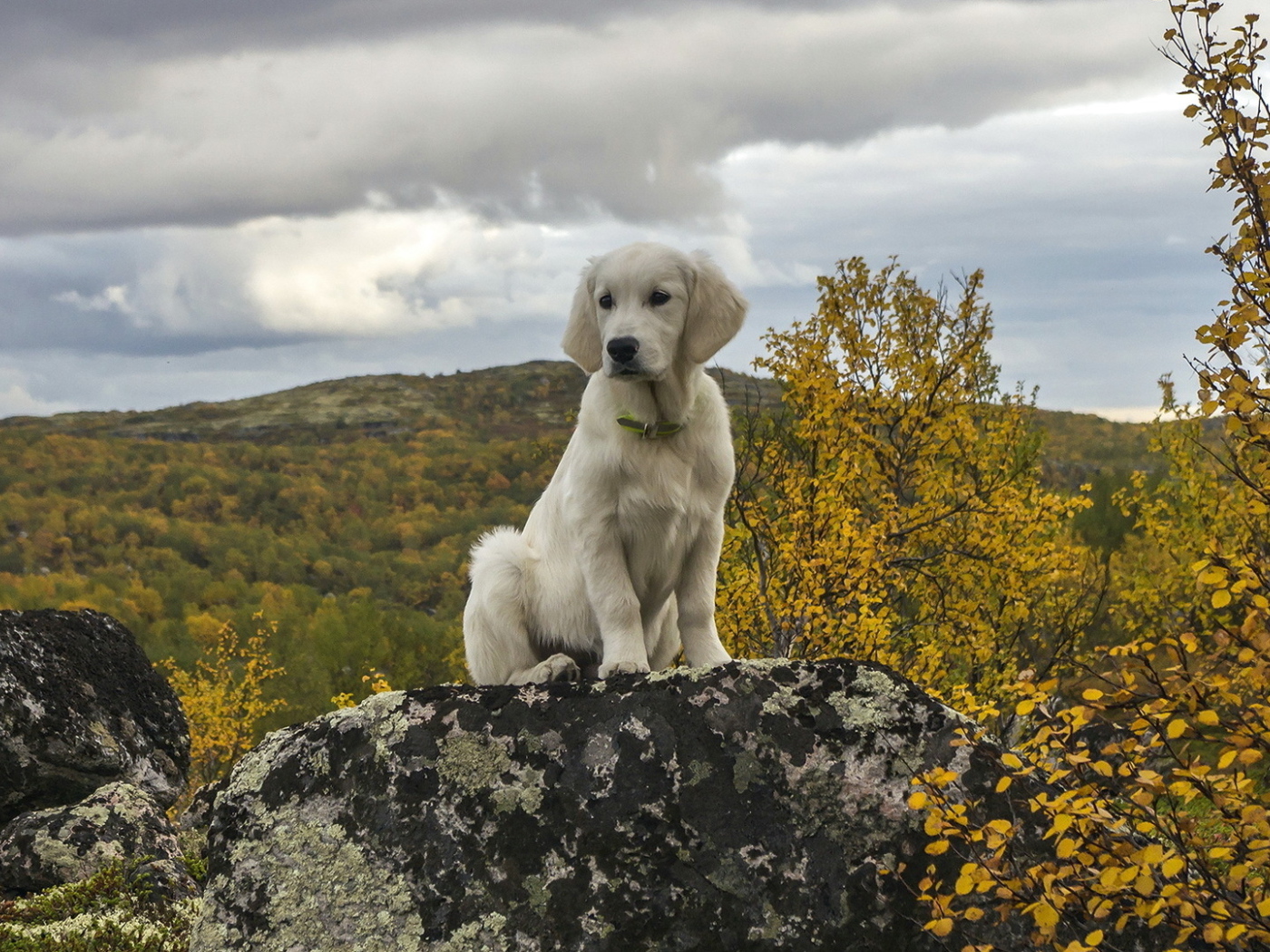 Милый щенок золотистого ретривера сидит на камне