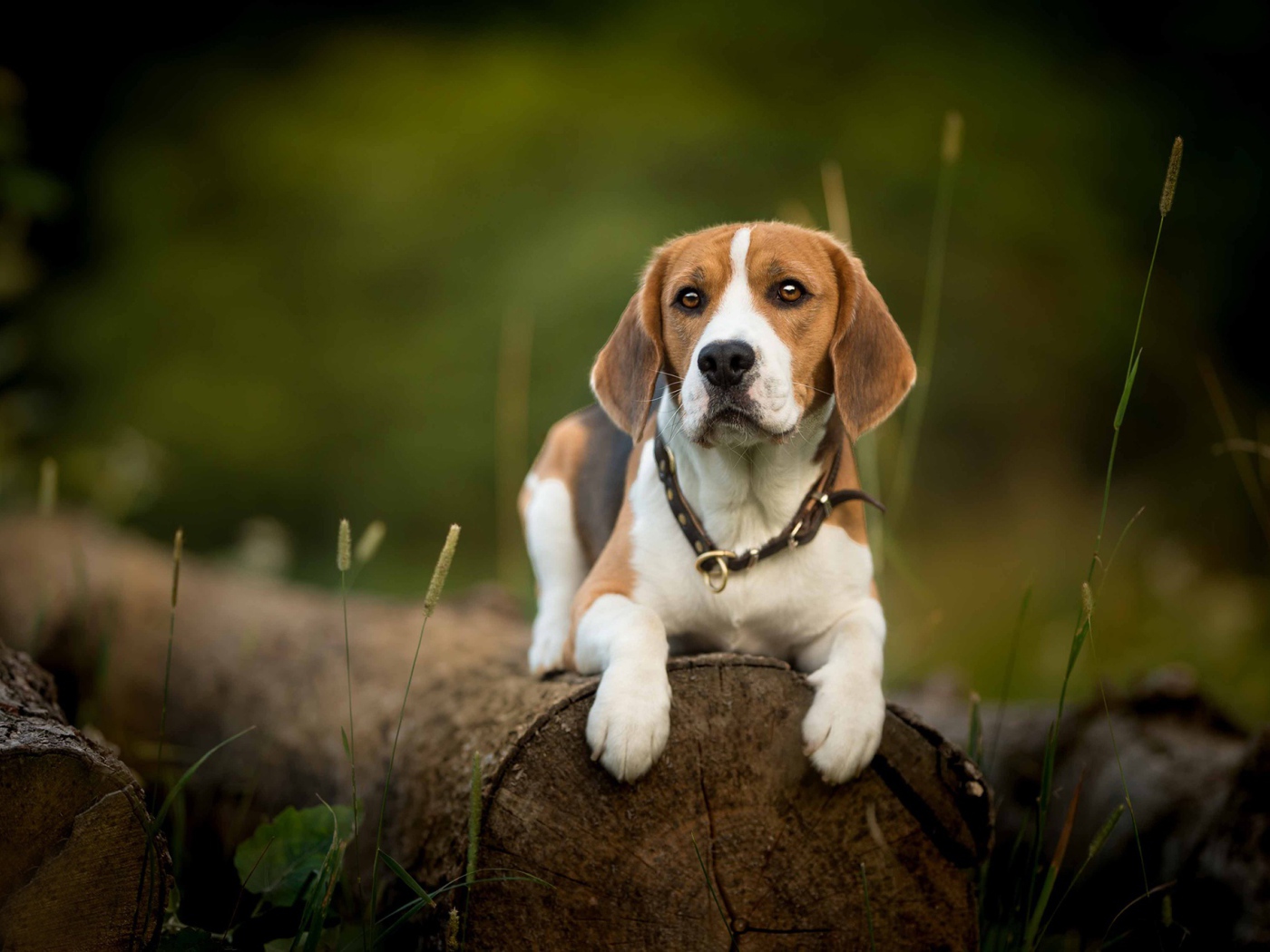 Собака породы бигль лежит на сухом бревне