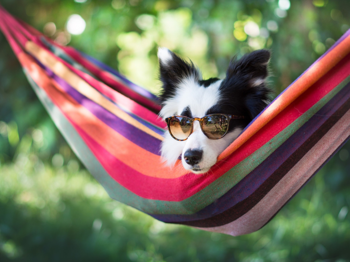 Собака породы Бордер-колли в очках лежит в гамаке