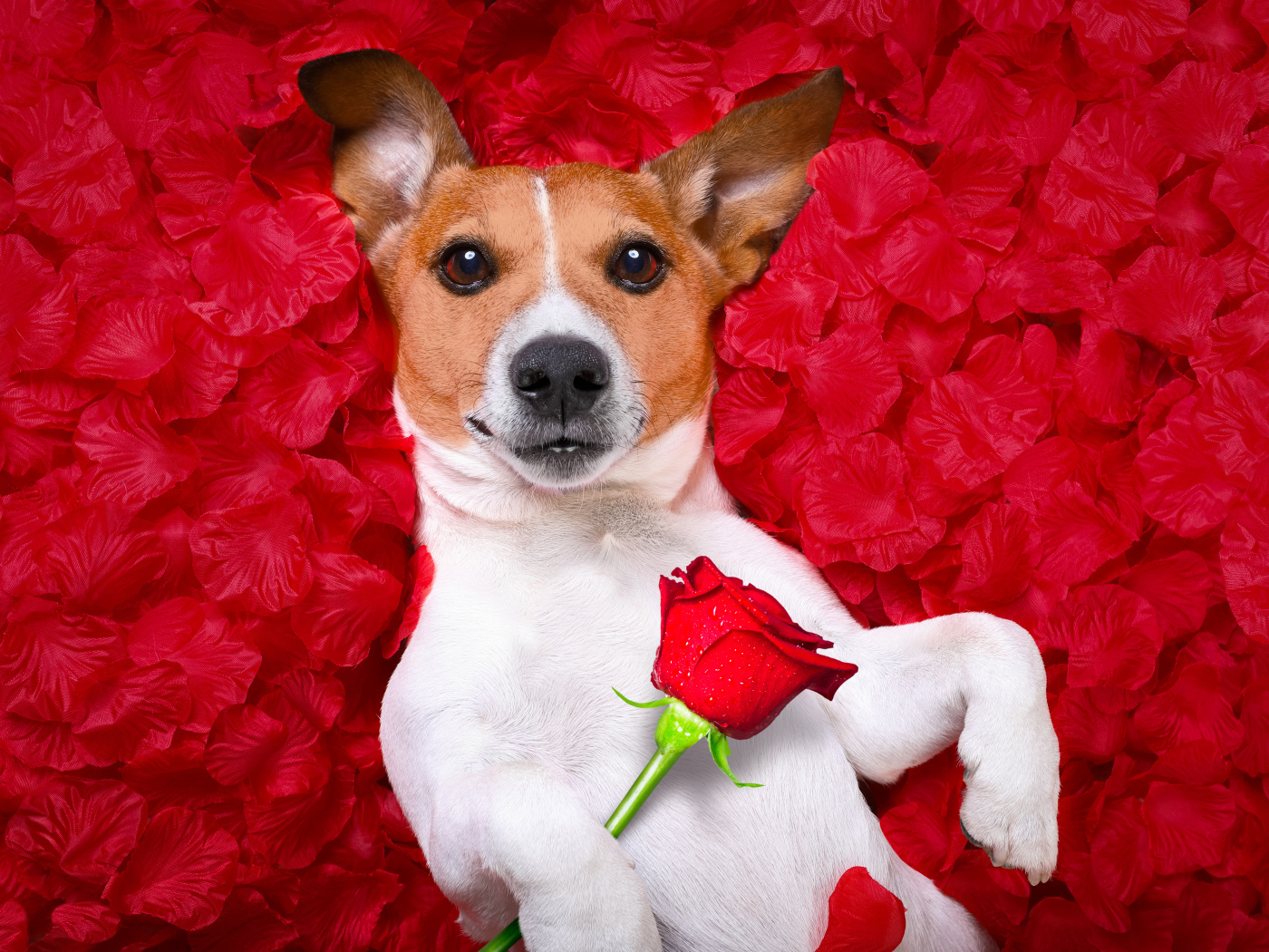 Собака породы Джек-рассел-терьер с розой лежит на красных лепестках