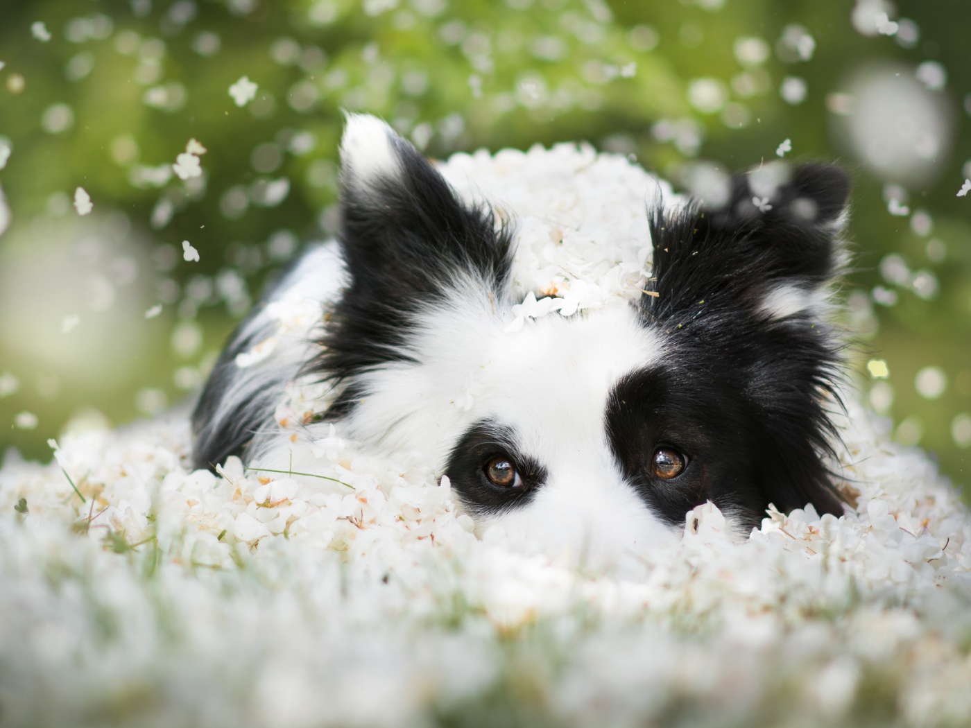 Собака породы Бордер-колли лежит на белых цветах 