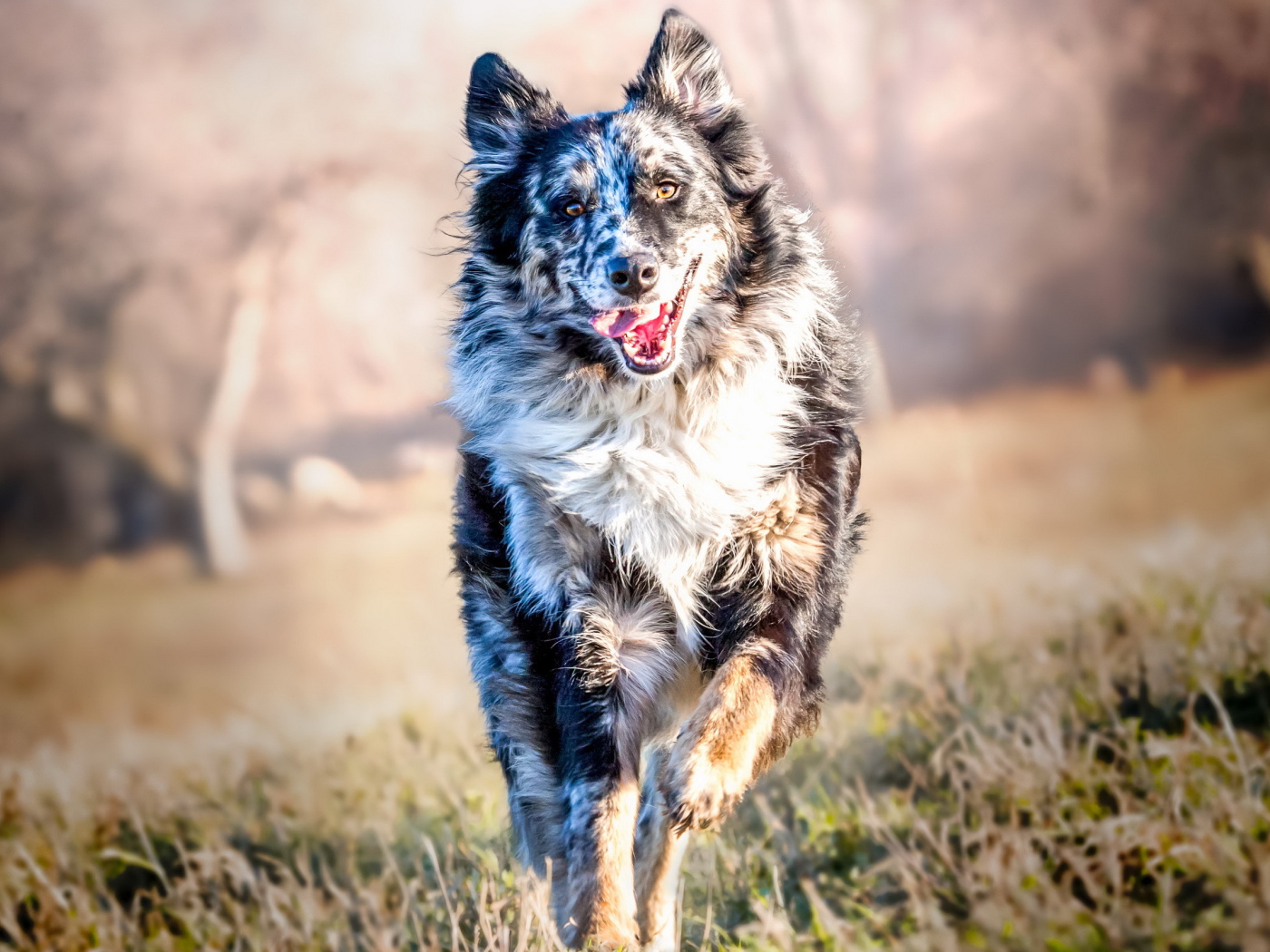 Собака породы Бордер-Колли бежит с высунутым языком по траве