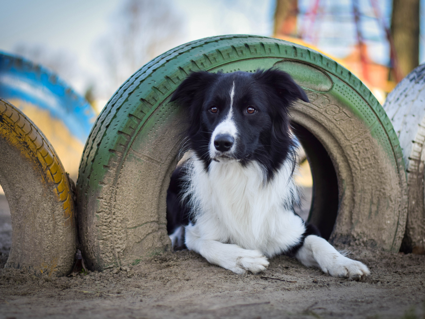Собака поробы бордер-колли лежит под автомобильной шиной