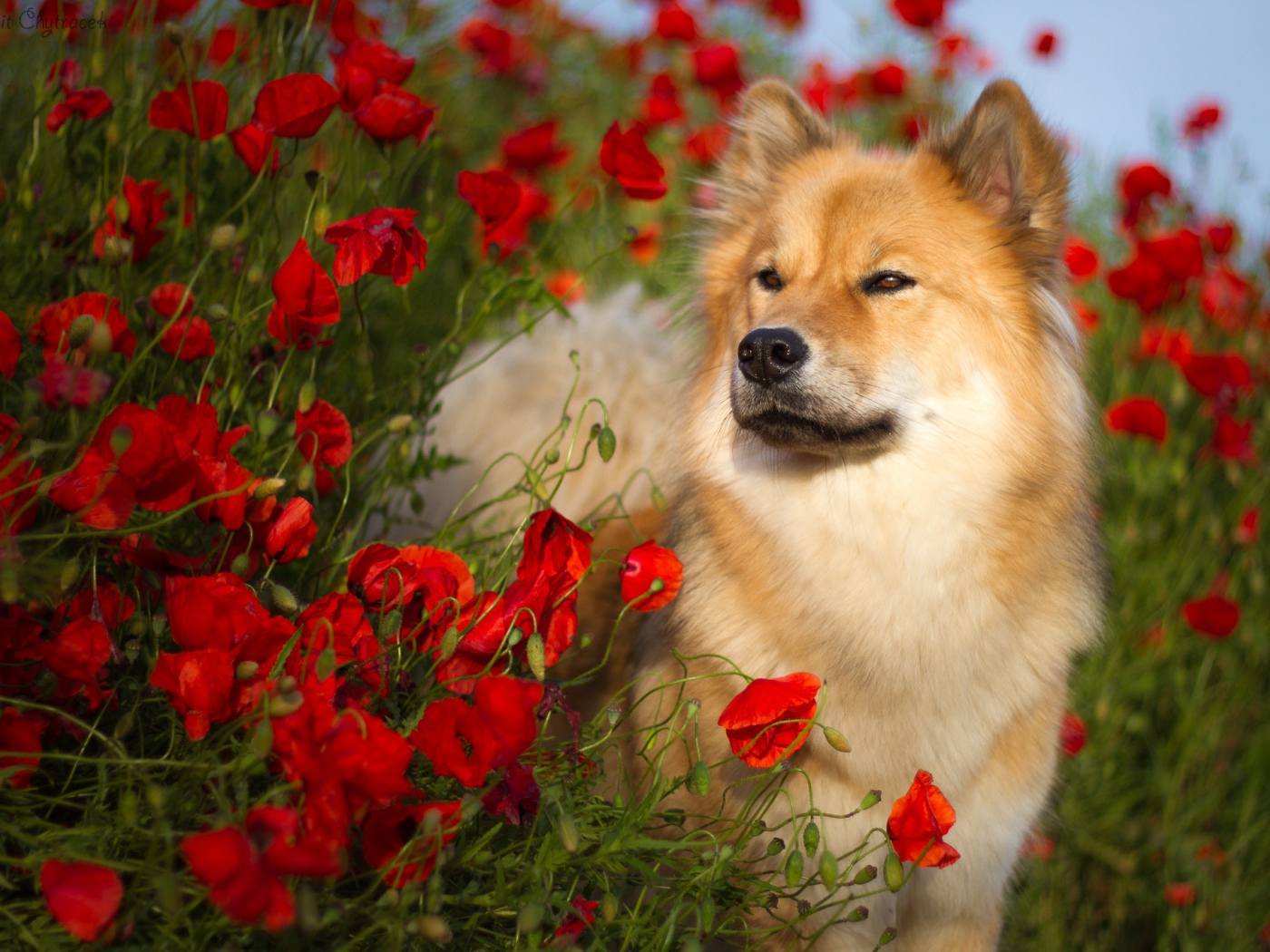 Собака породы Евразиер стоит в красных маках летом