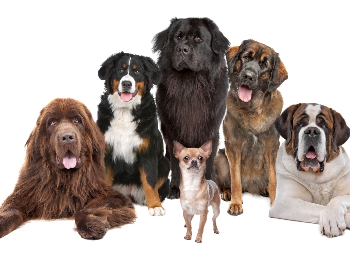 Собаки позируют для портрета на белом фоне