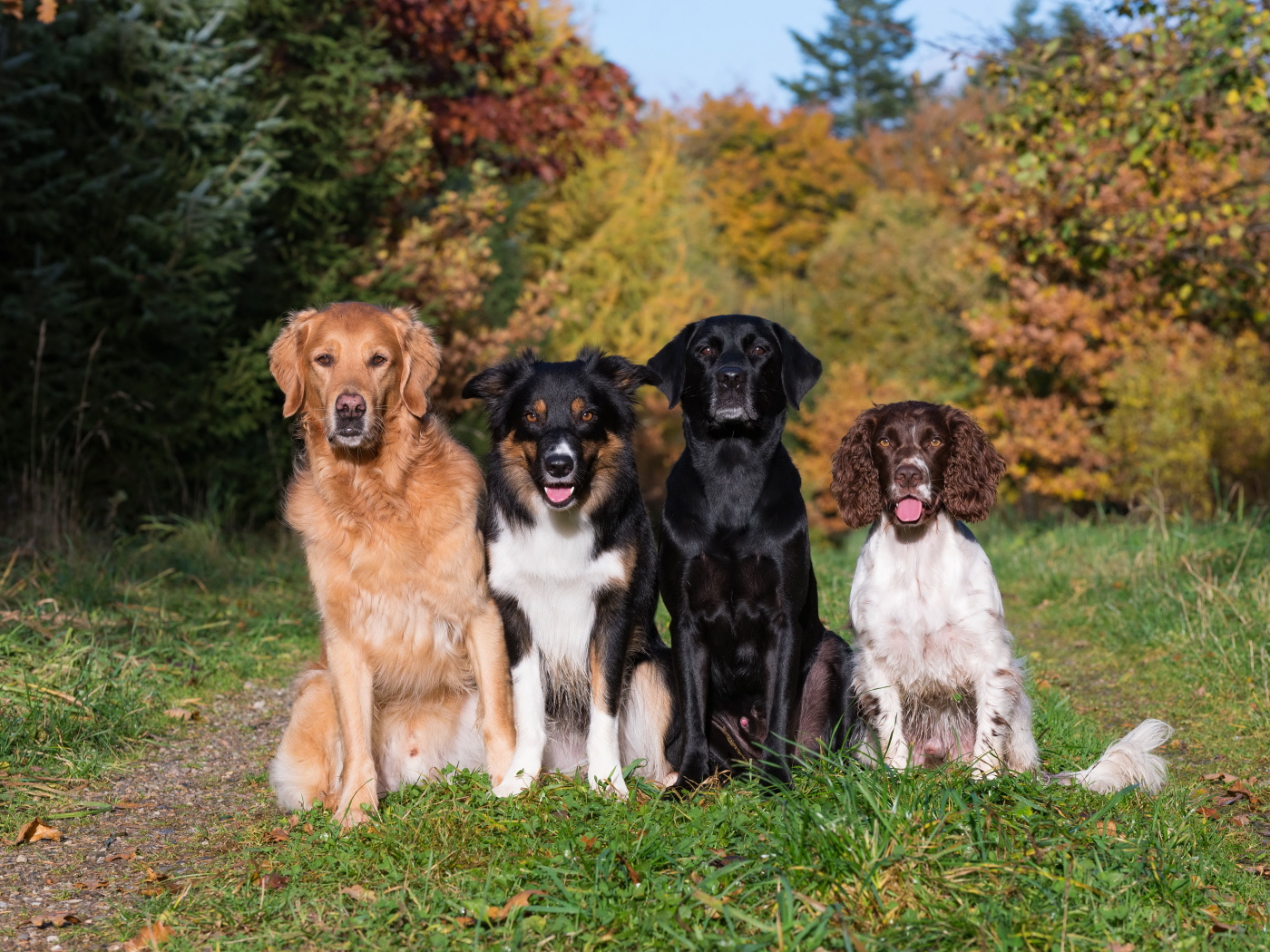 Четыре собаки пород Лабрадор, Бордер-колли, Ретривер, Спаниель сидят на  траве