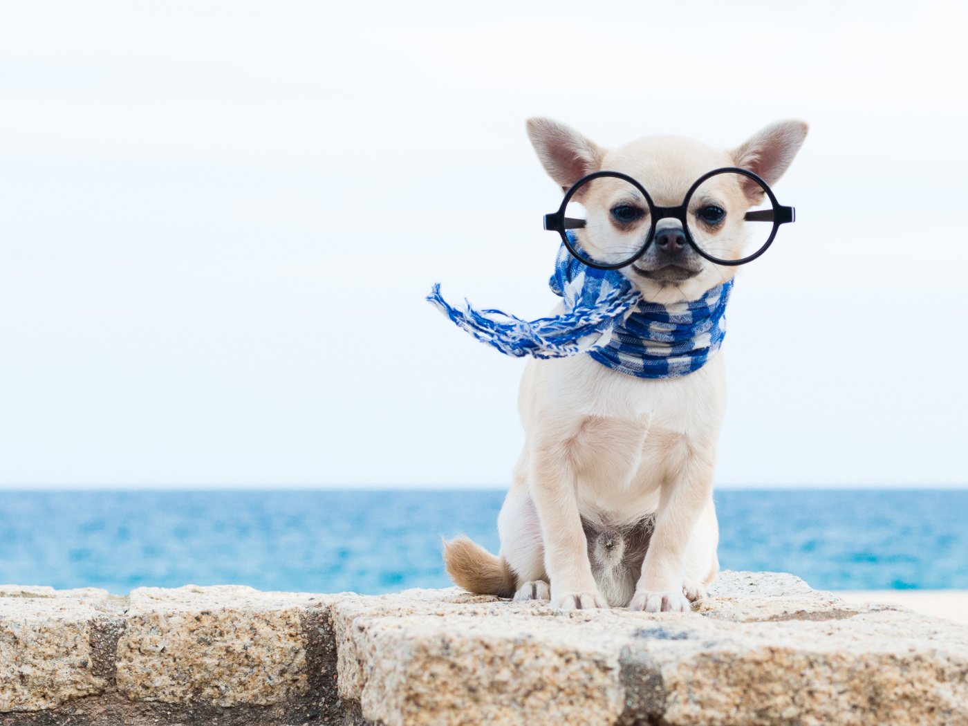 Смешной чихуахуа в больших очках и синем шарфе