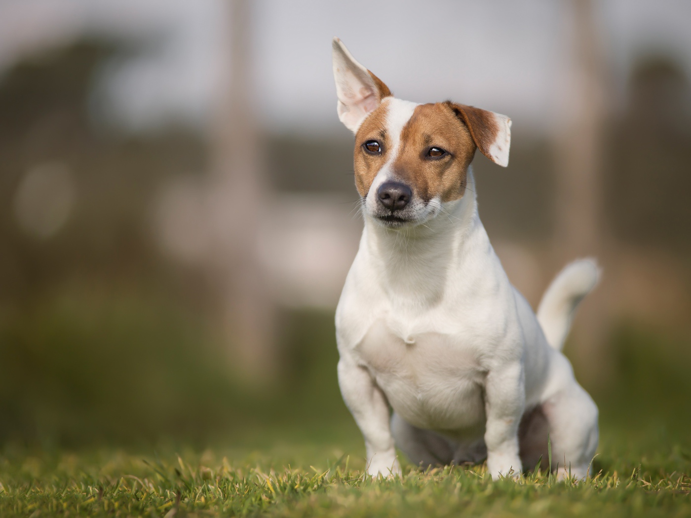 Забавный Джек-рассел-терьер сидит на зеленой траве