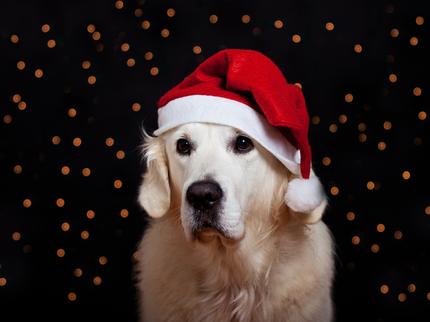 Золотистый ретривер в шапке Деда Мороза на Новый год