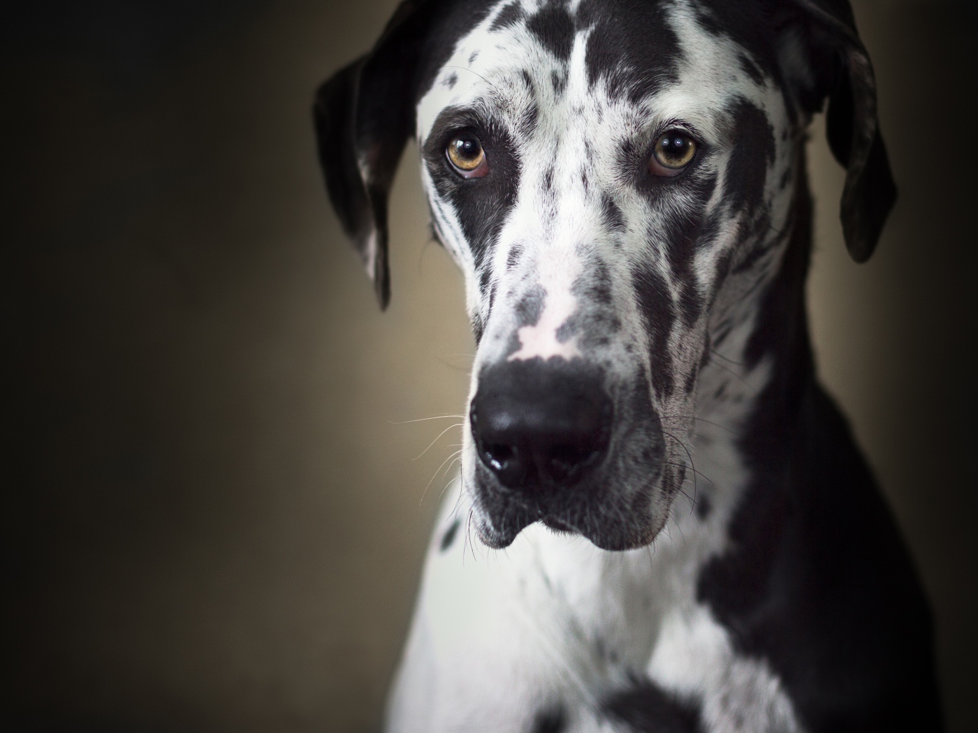 Большой немецкий дог с грустной мордой