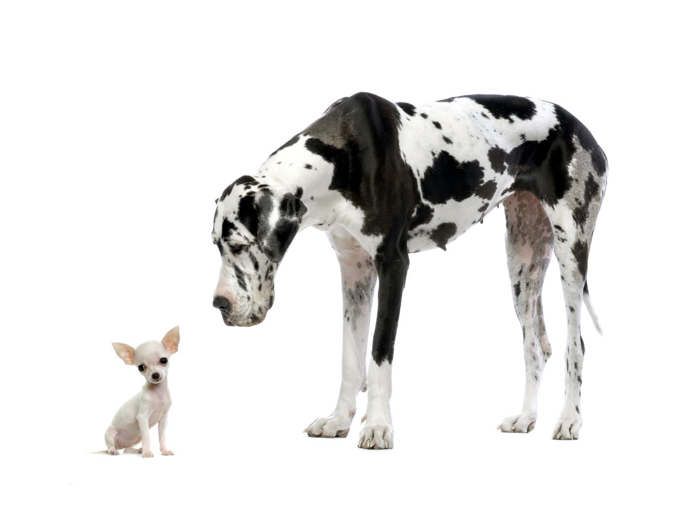 Большой английский дог и щенок чихуахуа на белом фоне