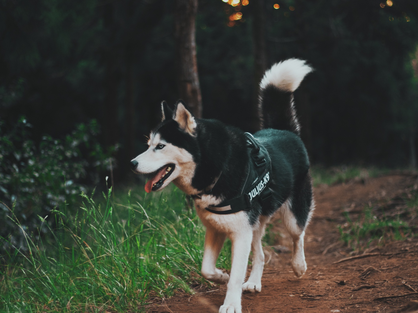 Собака породы хаски на прогулке