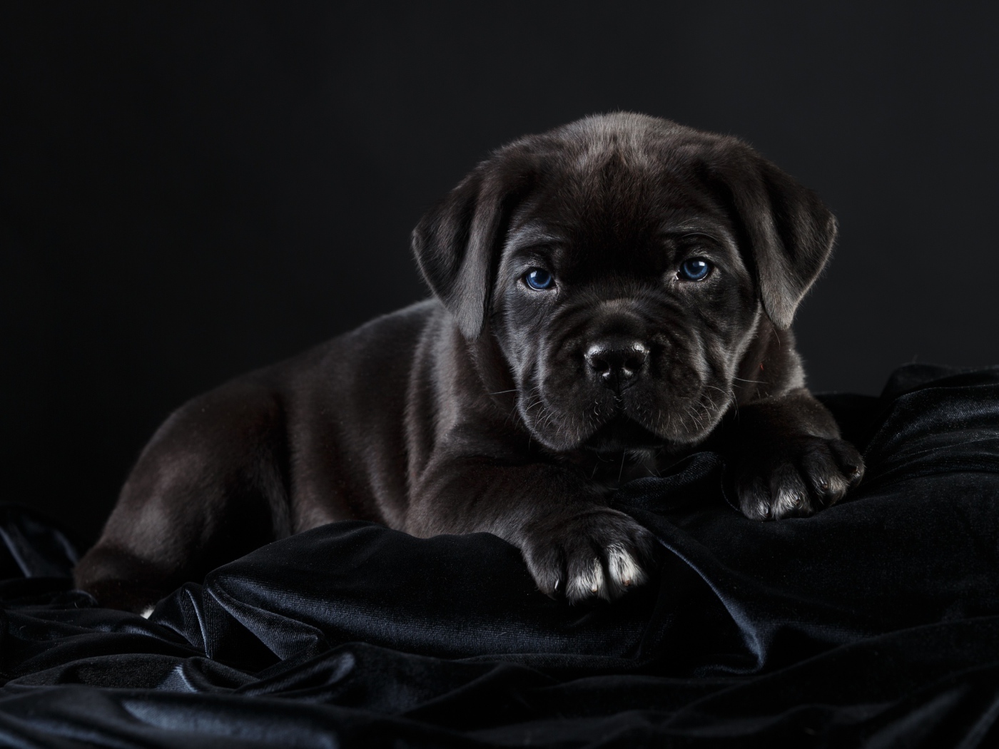 Маленький черный голубоглазый щенок породы Кане корсо на черном фоне
