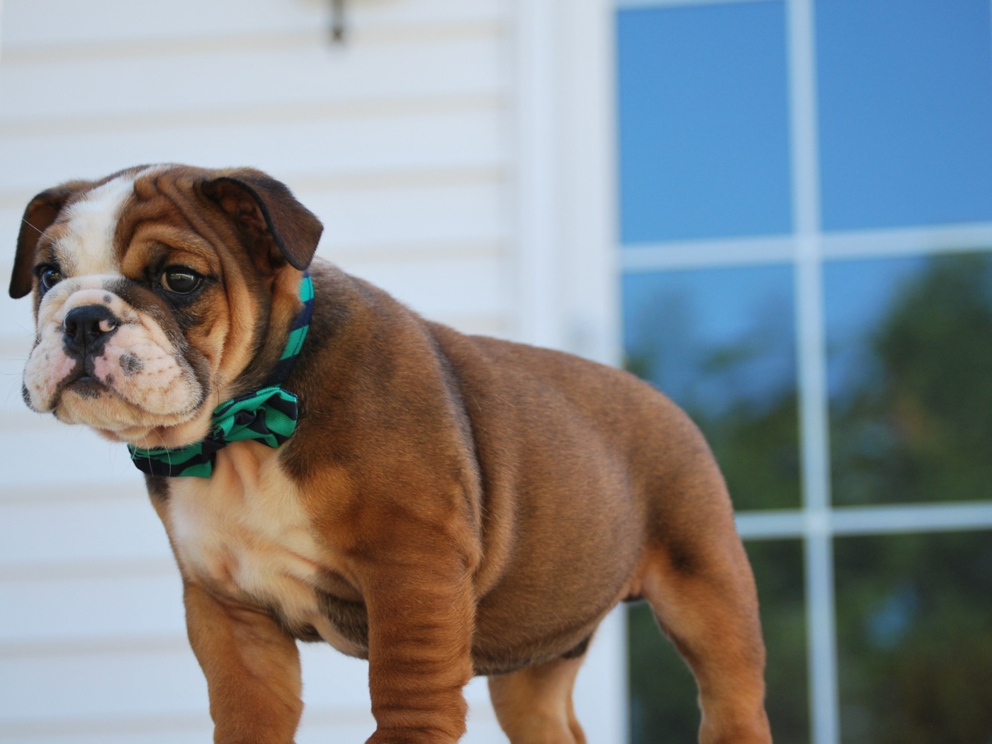 Маленький щенок английского бульдога на пороге 