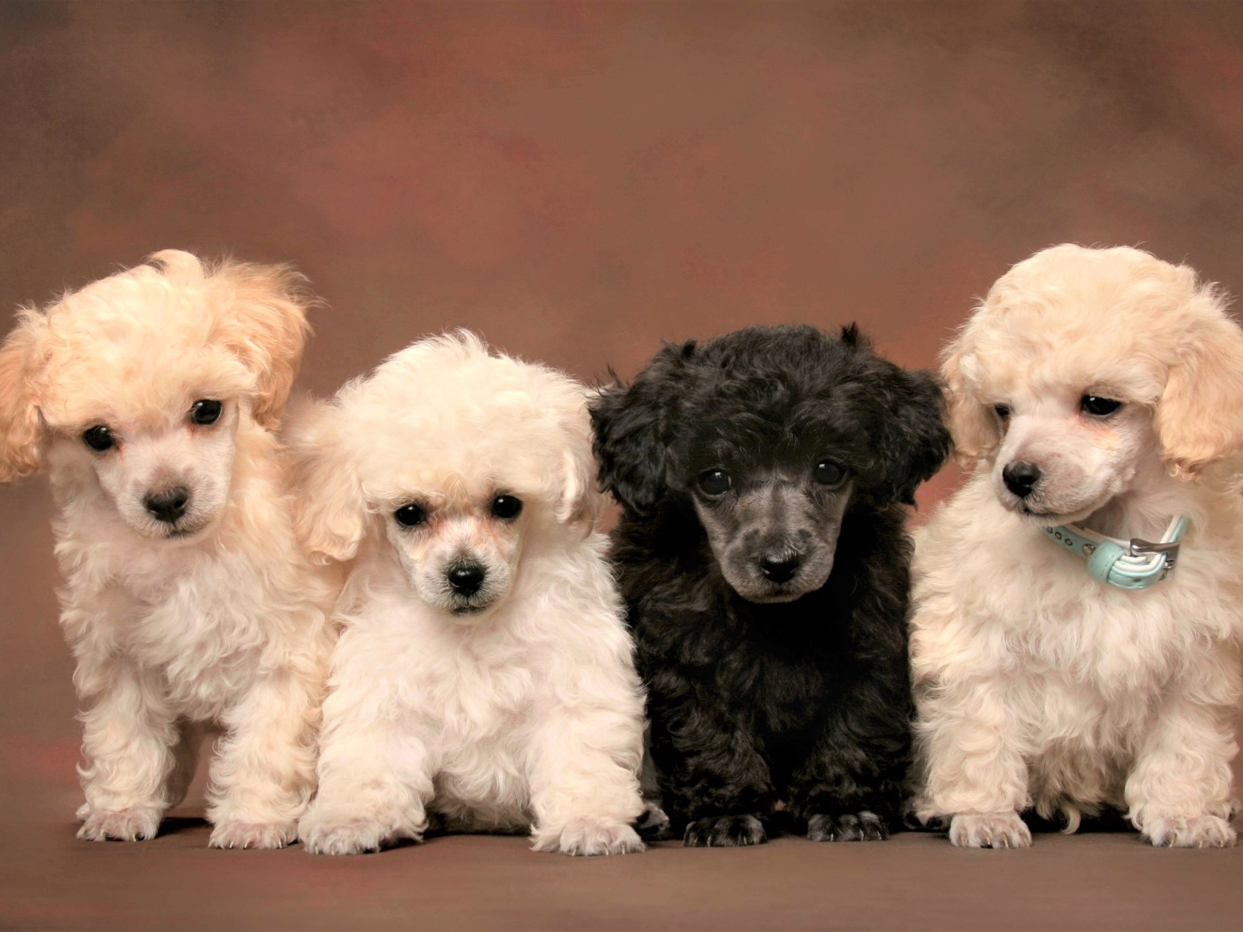 Маленькие забавные щенки пуделя