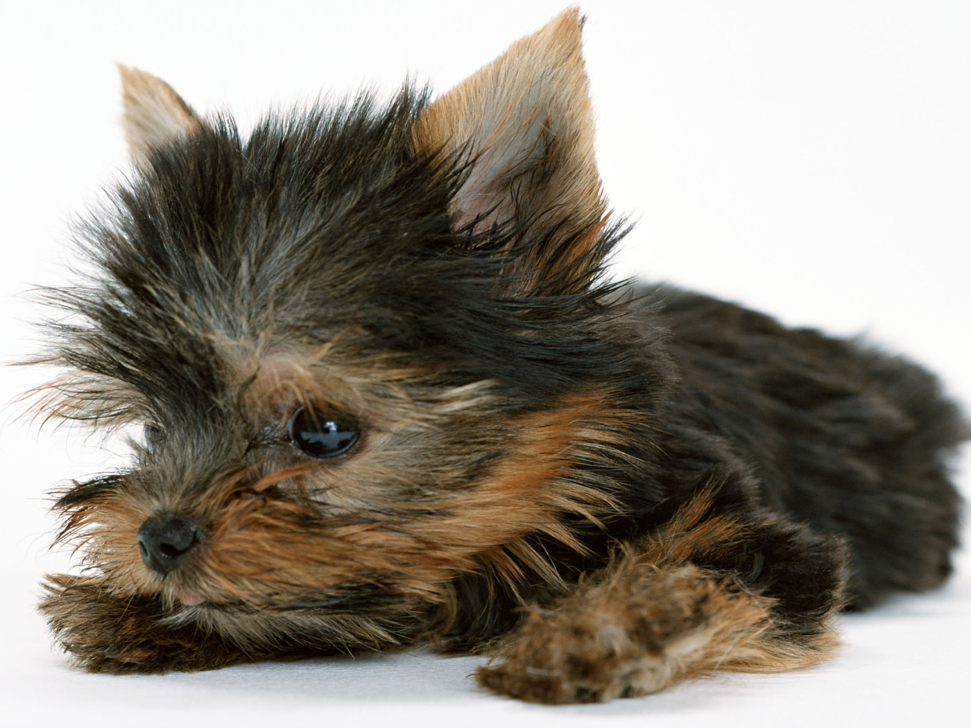 Маленький забавный щенок йоркширского терьера на белом фоне