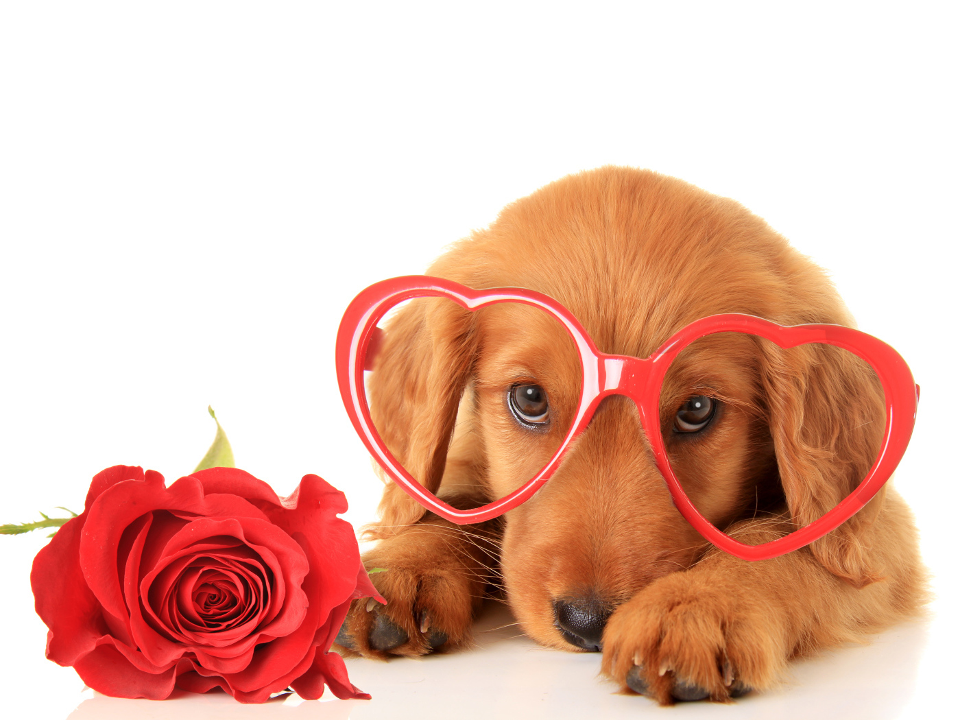 Щенок в очках и красным цветком розы на белом фоне