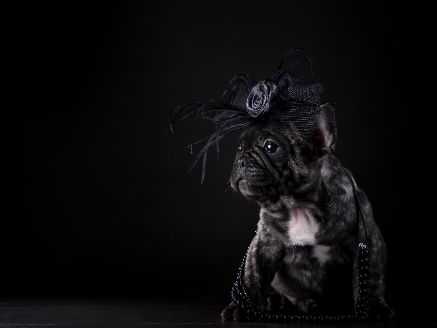 Щенок французского бульдога с украшением на голове на черном фоне