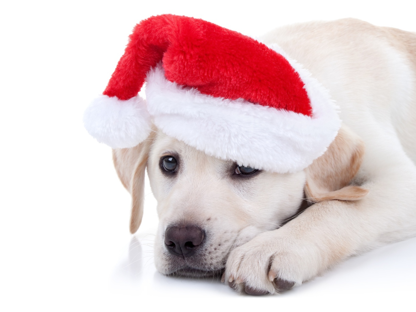 Щенок золотистого ретривера в красной шапке на Новый год на белом фоне