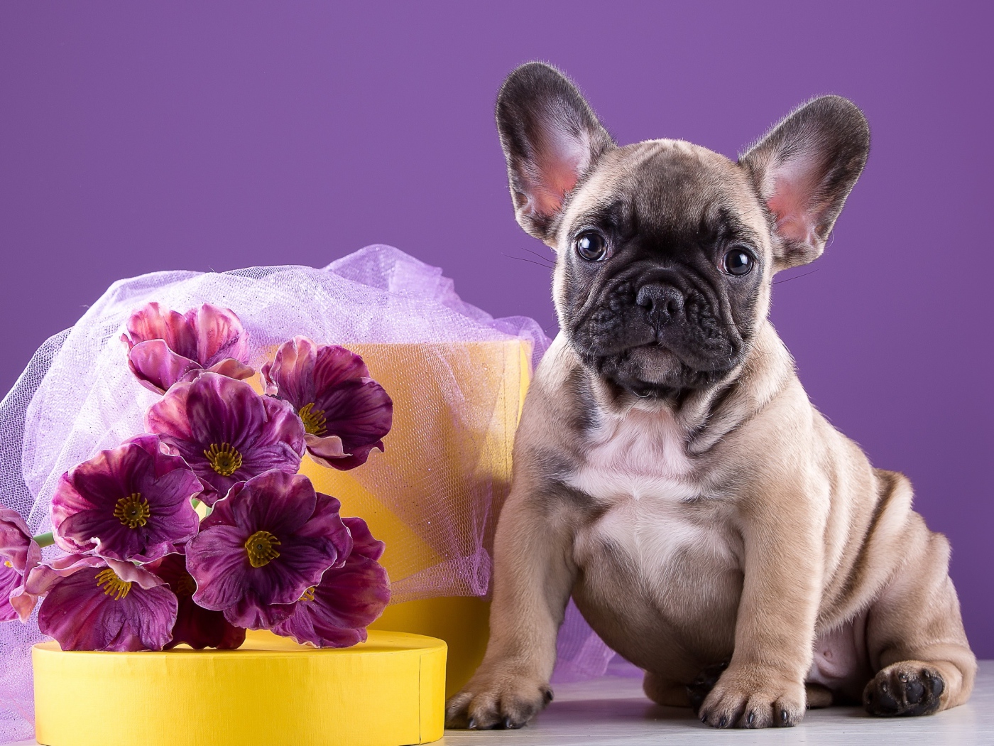 Щенок французского бульдога с букетом 