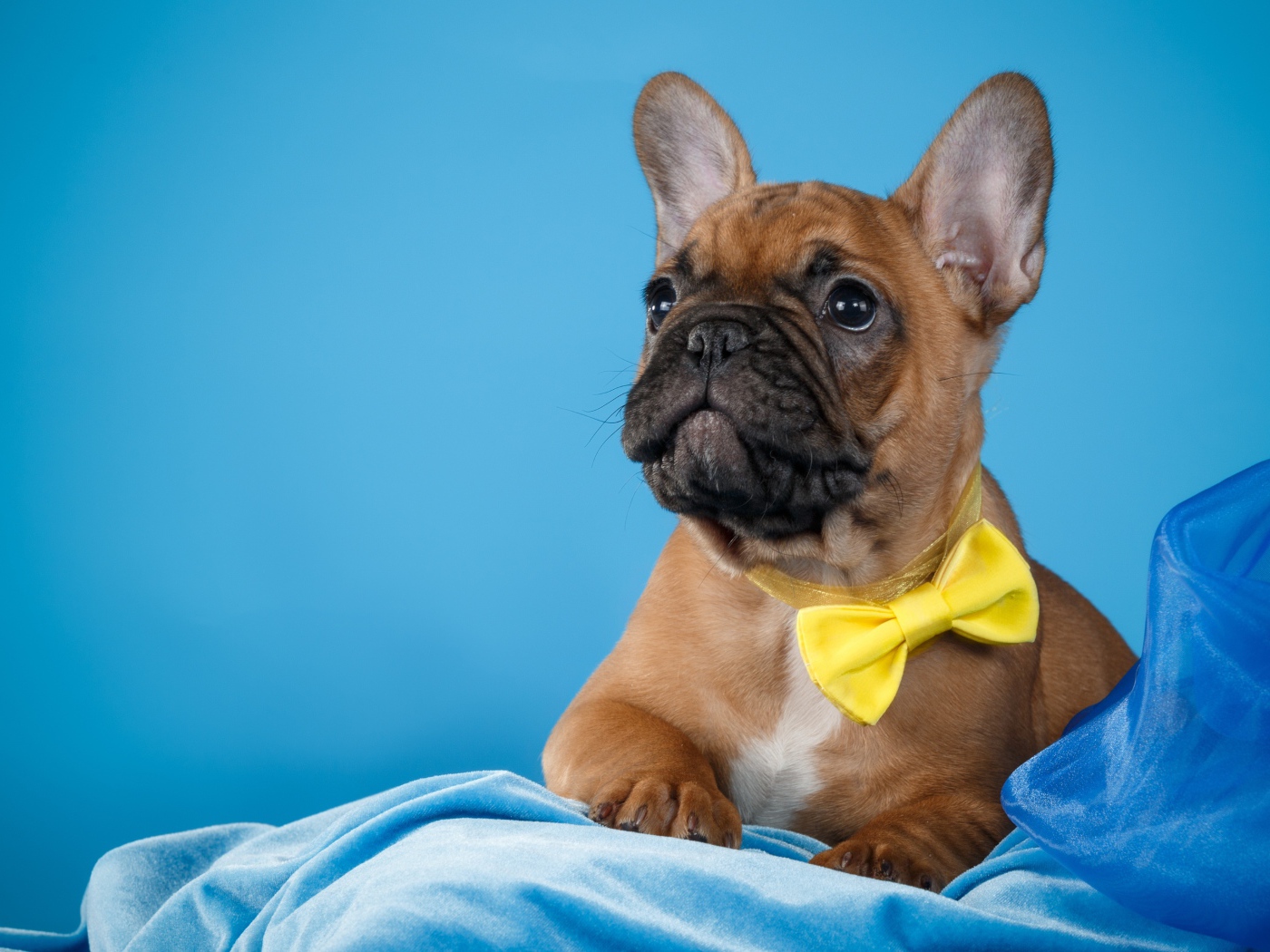 Щенок французского бульдога с желтым бантом 