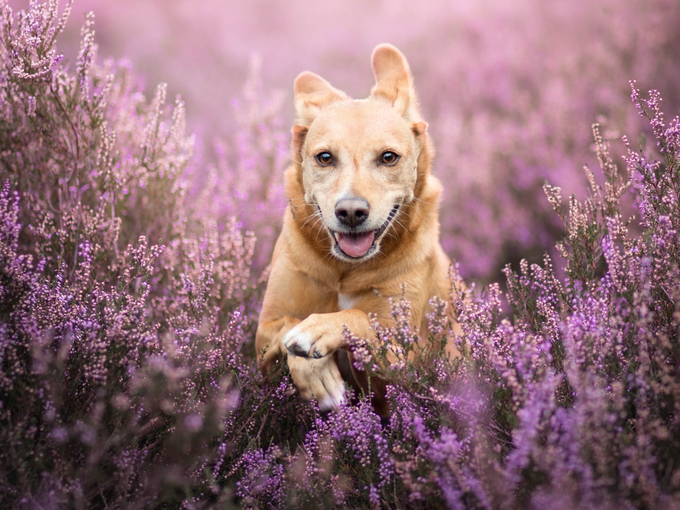 Рыжая собака с высунутым языком бежит по полю с сиреневыми цветами