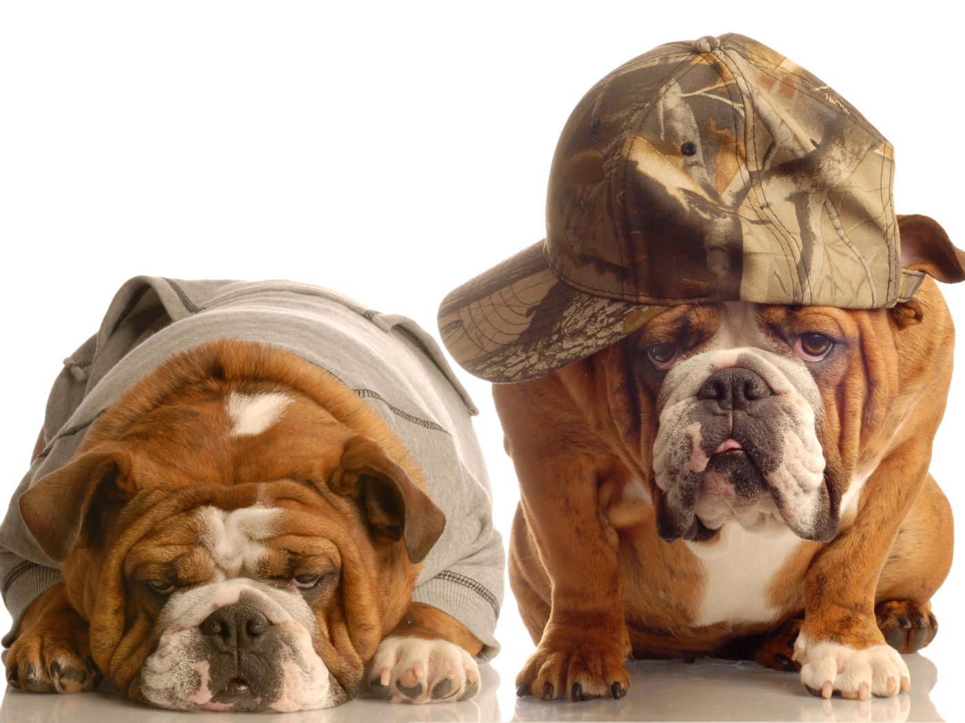 Грустные бульдоги в костюмах на белом фоне