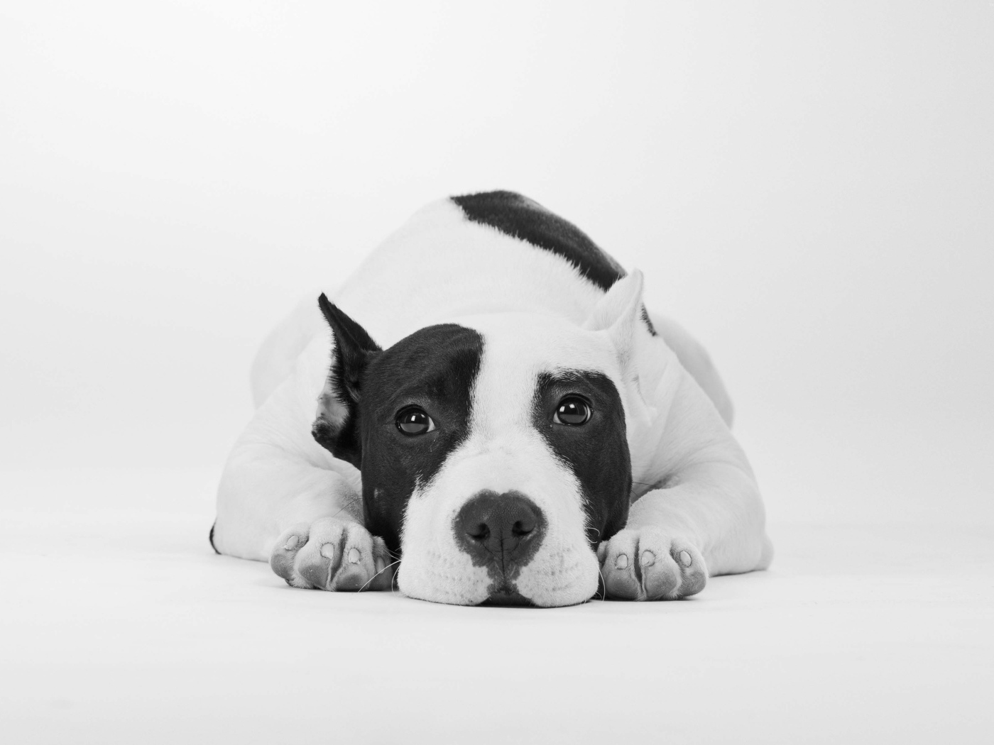 Грустный дог черно -белое фото