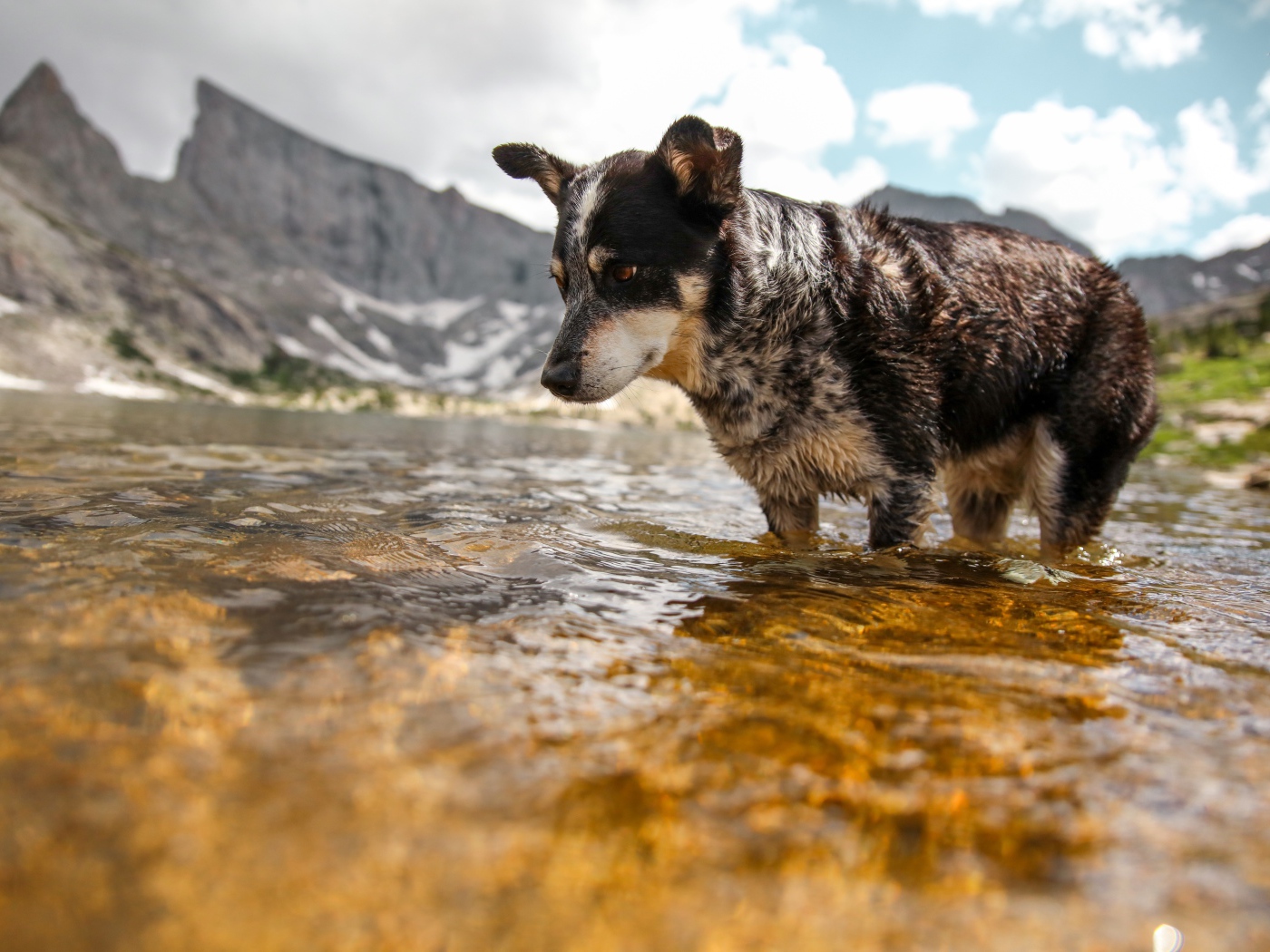Грустная собака стоит в воде