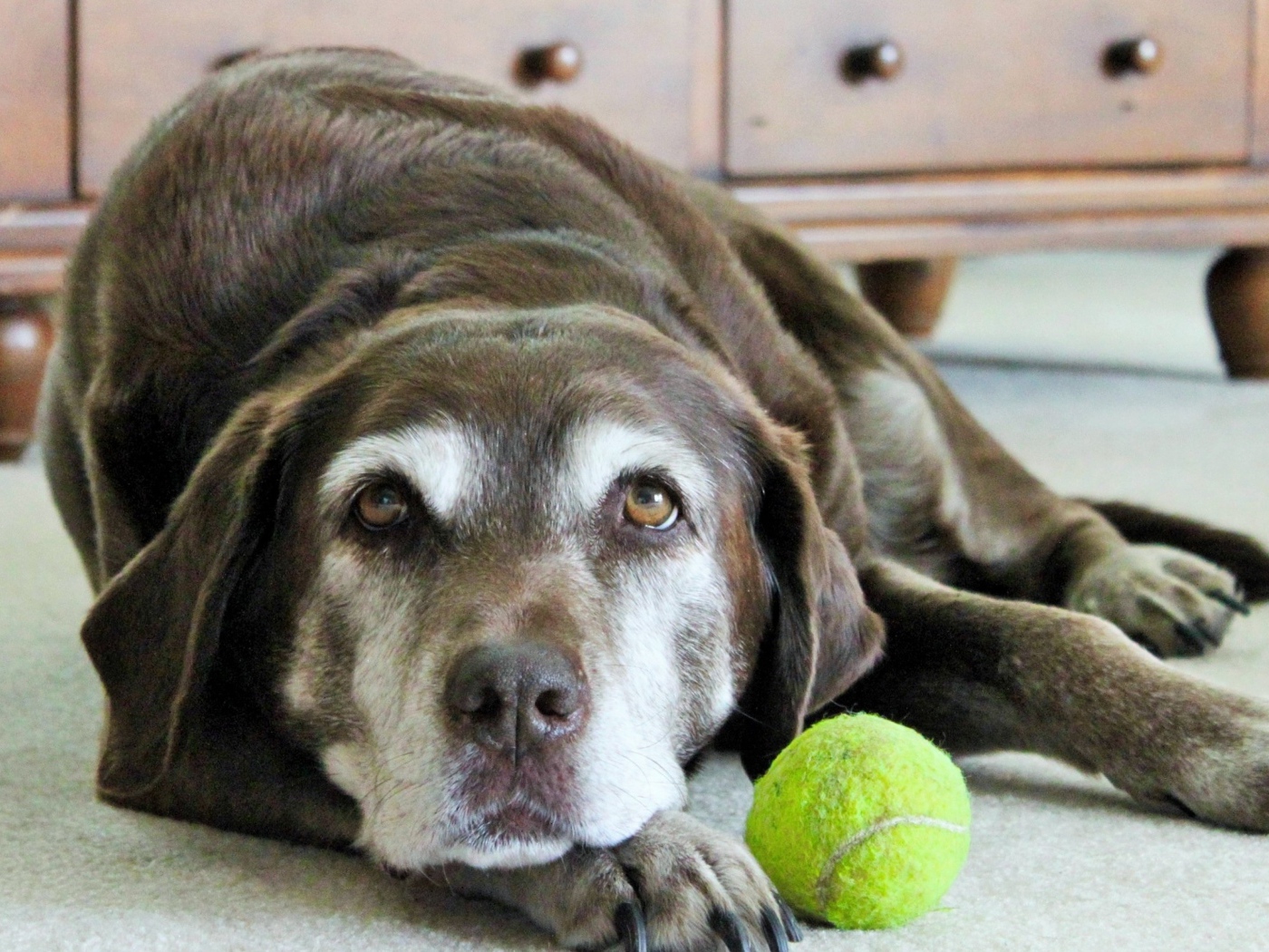 Грустная собака с теннисным мячом  