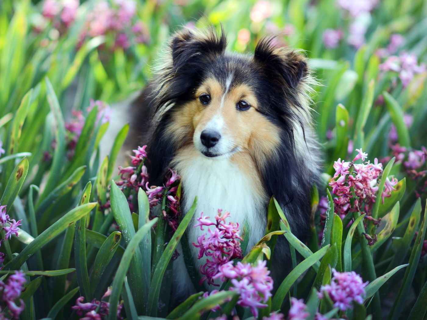 Собака породы Шелти в розовых цветах гиацинта 