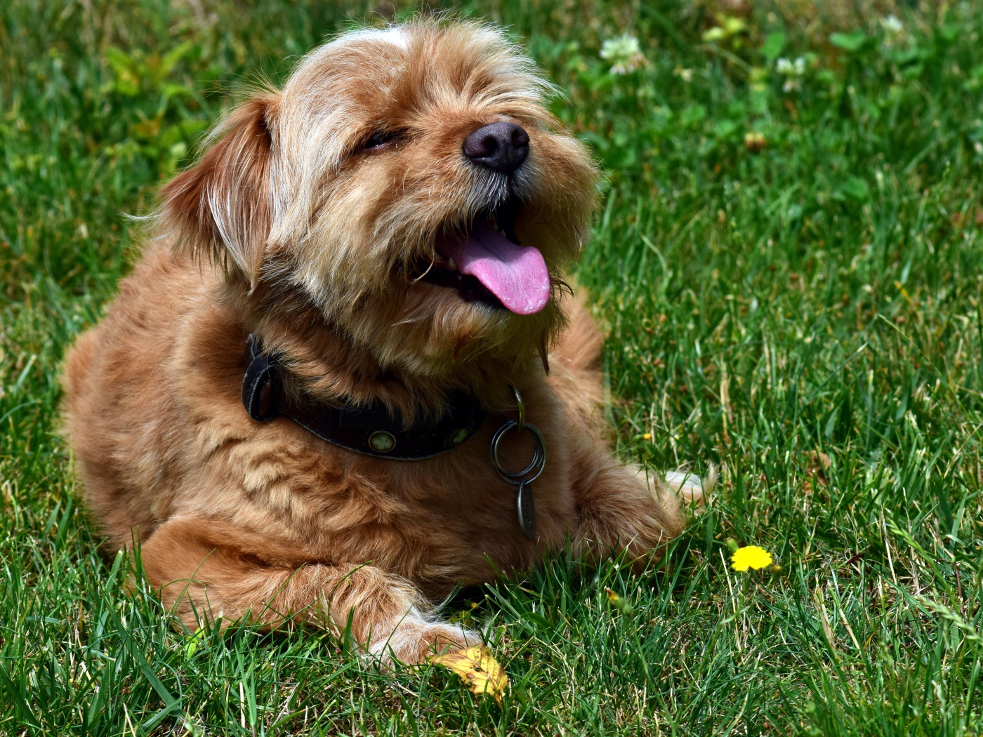 Терьер с высунутым языком лежит на зеленой траве