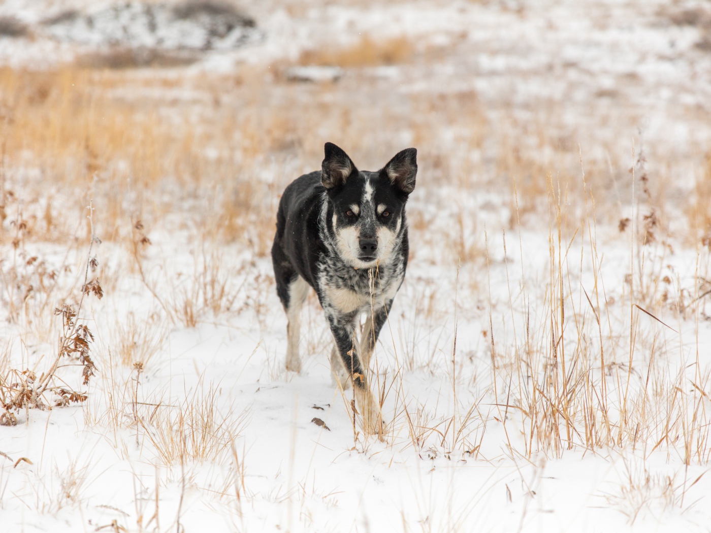 Собака идет по покрытой снегом траве