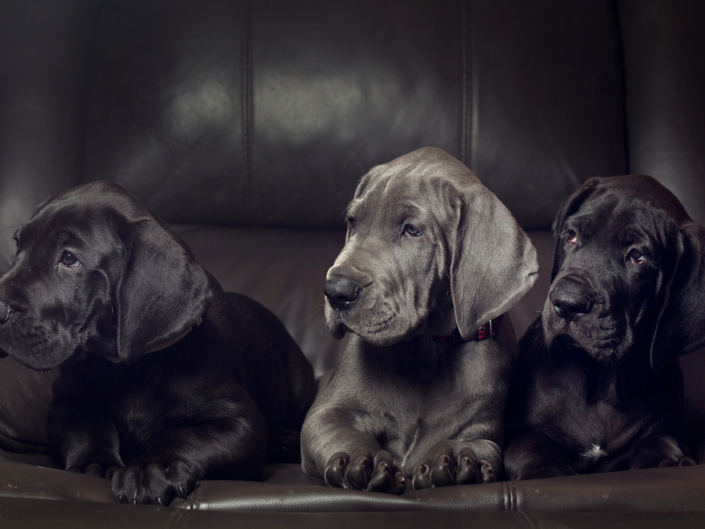 Три милых черных щенка немецкого дога