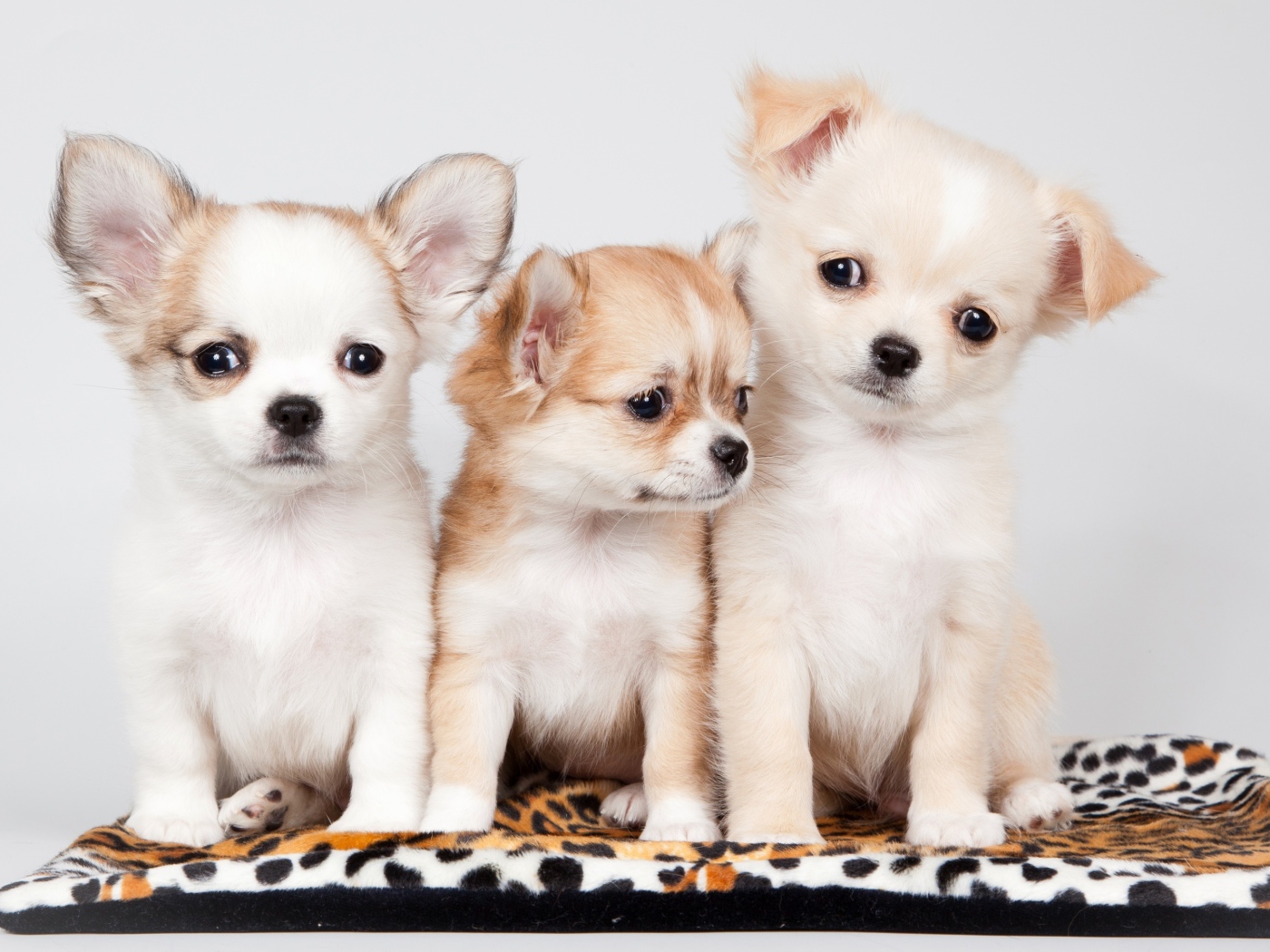 Три милых щенка чихуахуа на сером фоне