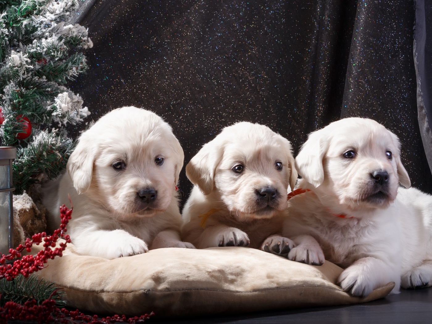 Три щенка золотистого ретривера лежат на подушке у маленькой елки