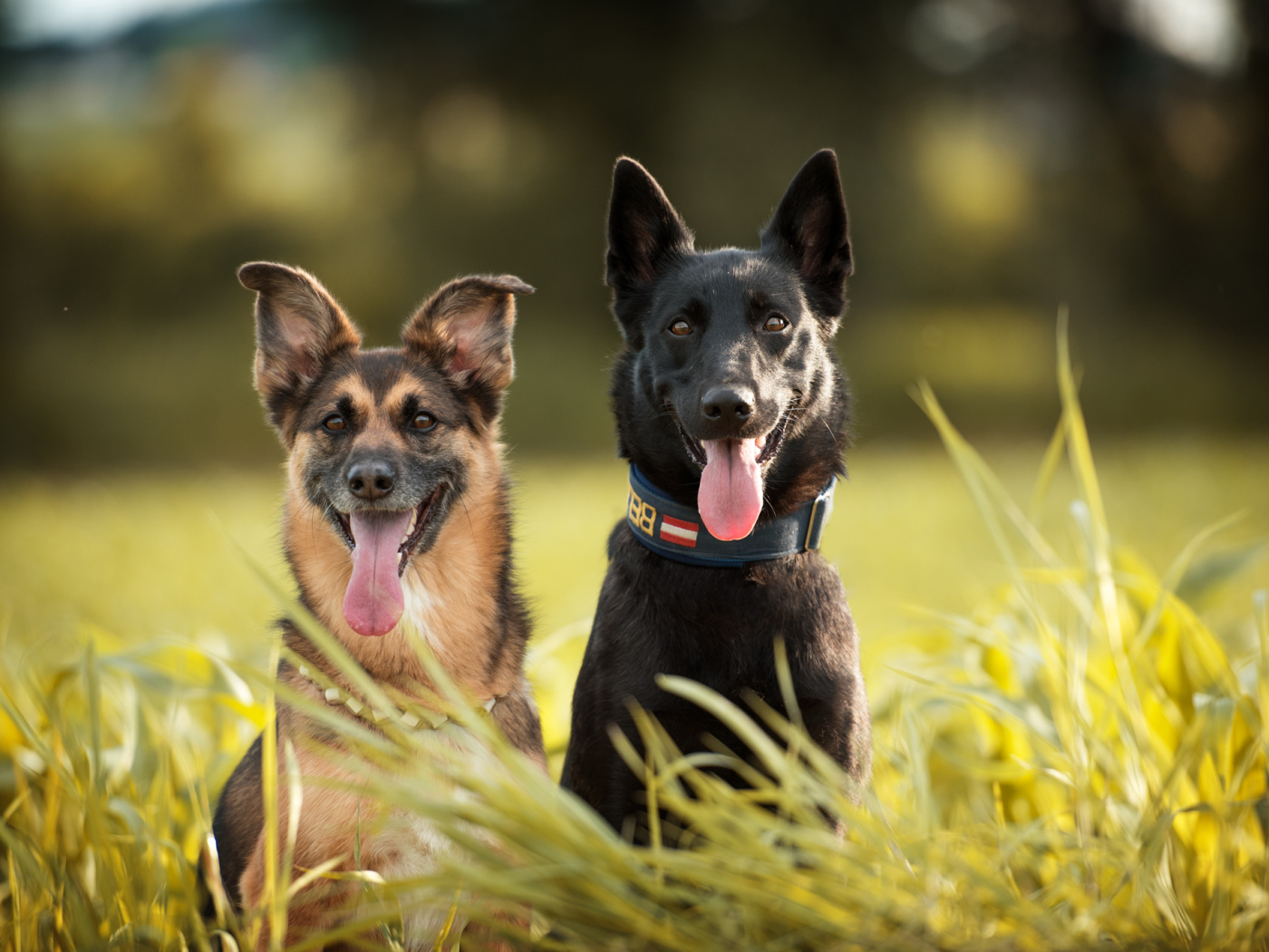 Две немецкая овчарки сидят в траве с высунутым языком