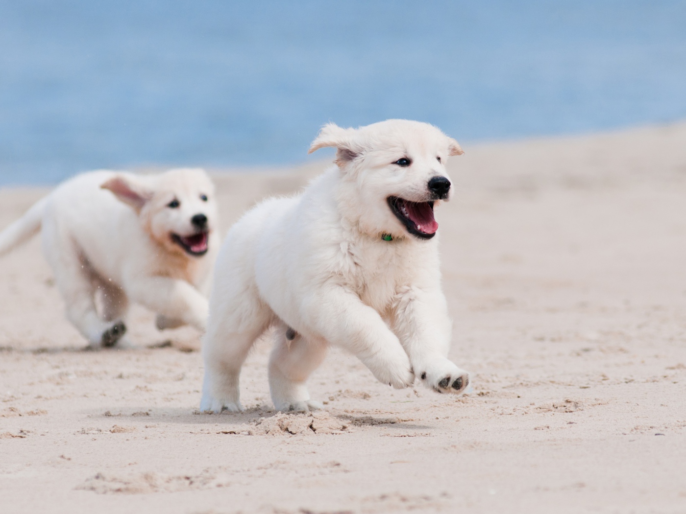 Two cheerful puppy of a golden retriever running along the beach