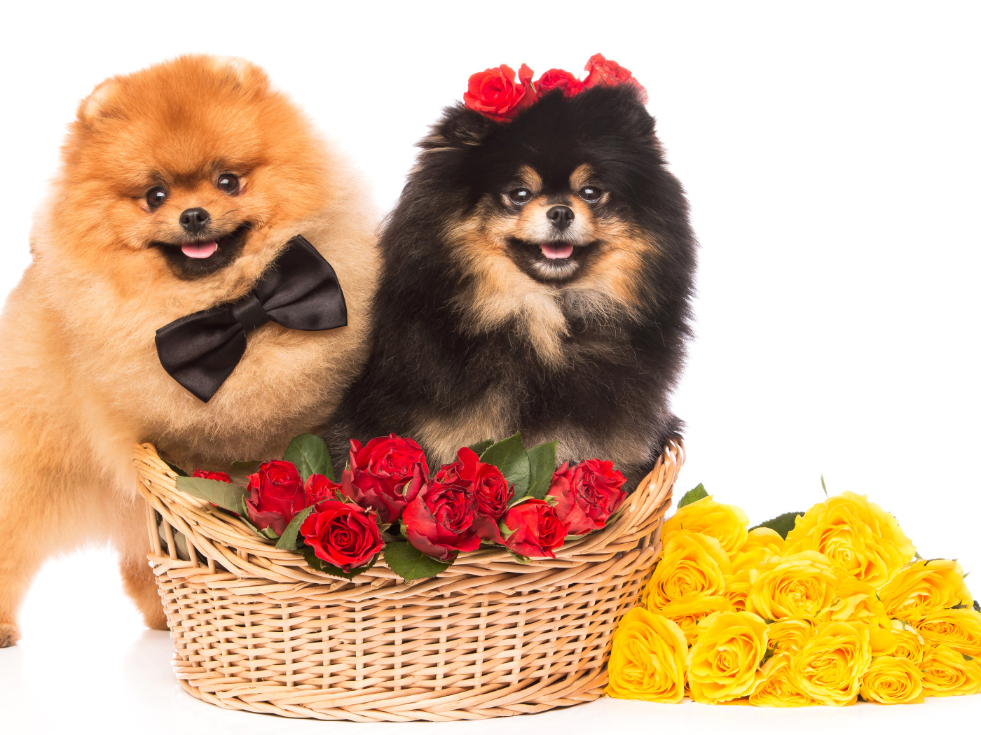 Две собаки породы шпиц с красными и желтыми розами