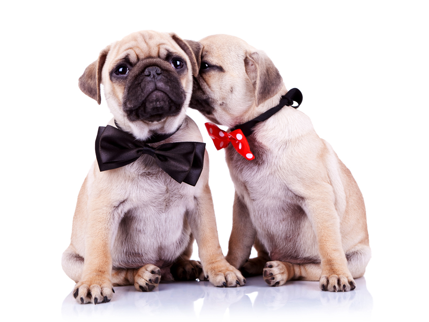 Два щенка бульдога с бантиками на шее на белом фоне